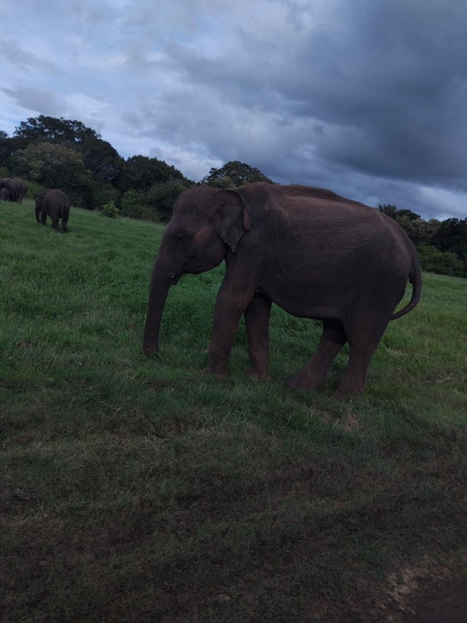 Elephant Close Up